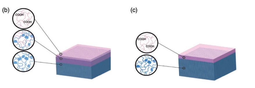 Schematic image of (a) PVA, (b) IDN and (c) TF membranes.