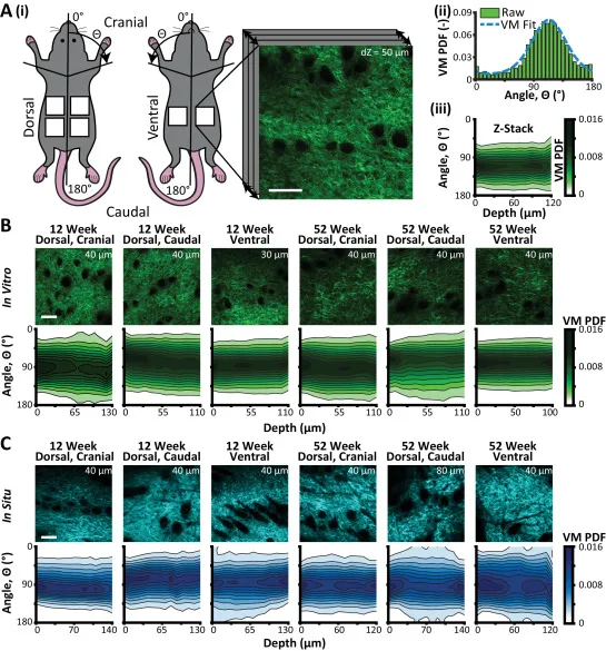 2-photon microscopy of collagen orientation in young and aged mouse skin