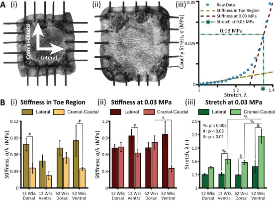 Planar biaxial testing results showing directional stiffness differences in young and aged mouse skin