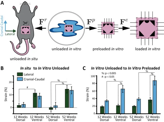 Residual strain analysis comparing dorsal and ventral mouse skin in young and aged groups