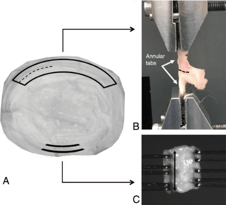 Annulus fibrosus sample locations and mechanical testing setup for axial torsion study