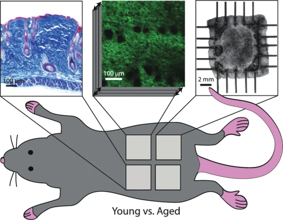 Histology comparison of dorsal and ventral young and aged mouse skin showing layer thickness differences