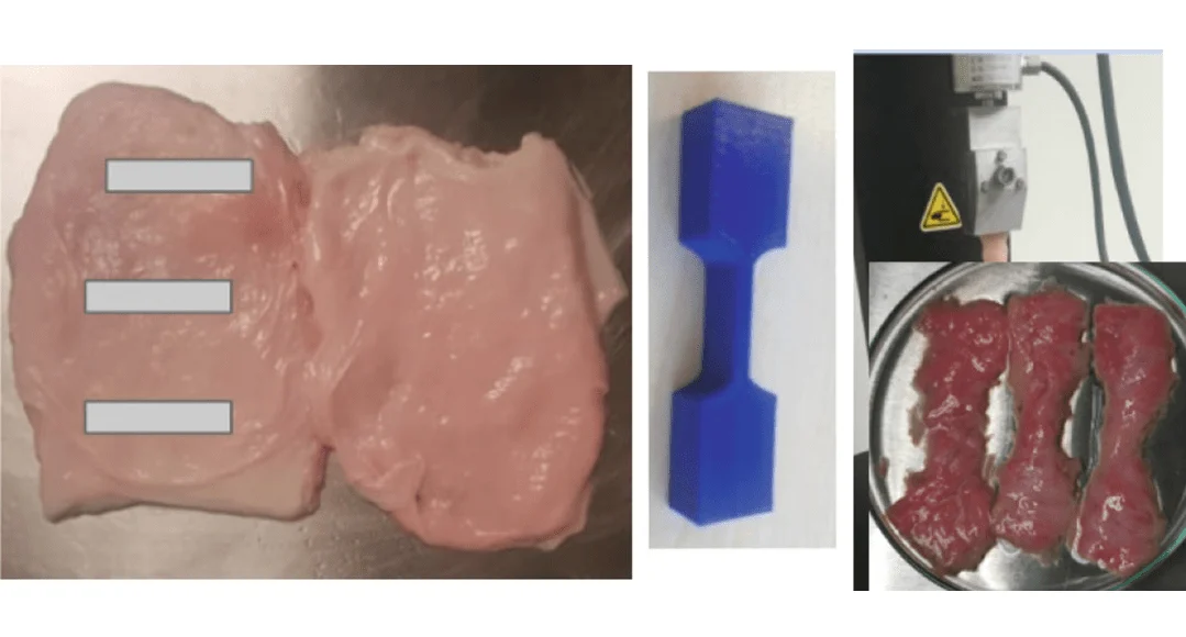 Urinary bladder tissue sampling template and tensile testing setup