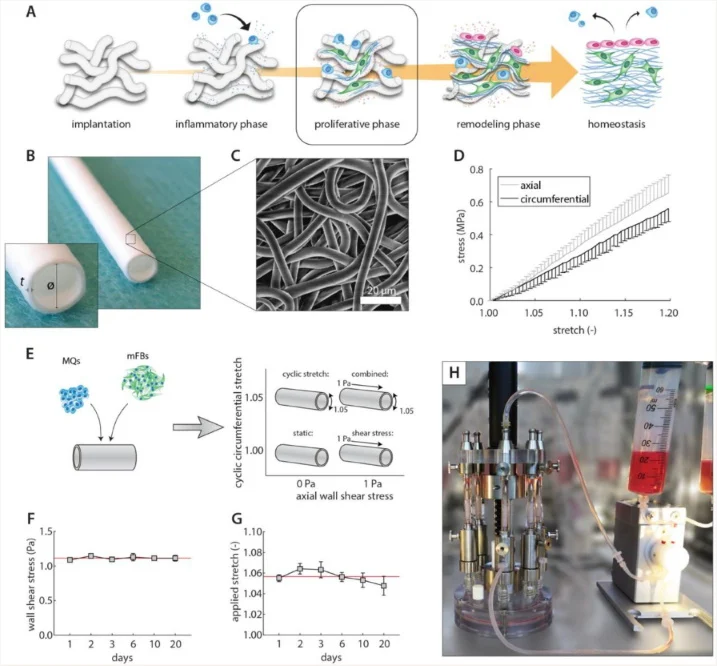 Overview of the cyclic stretch and shear stress study