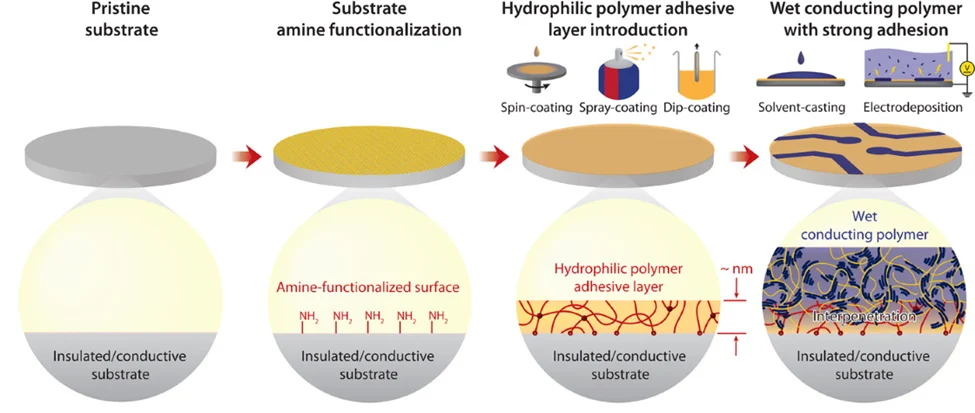 An overview of the wet conducting polymer study by the Zhao Lab at MIT