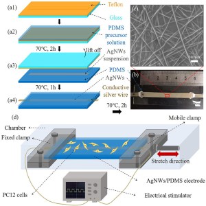 Publications | CellScale