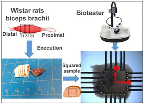 Overview of a skeletal muscle mechanics study with the BioTester