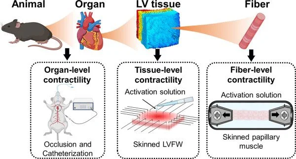 Graphical abstract of a mouse model left ventricle biomechanics study