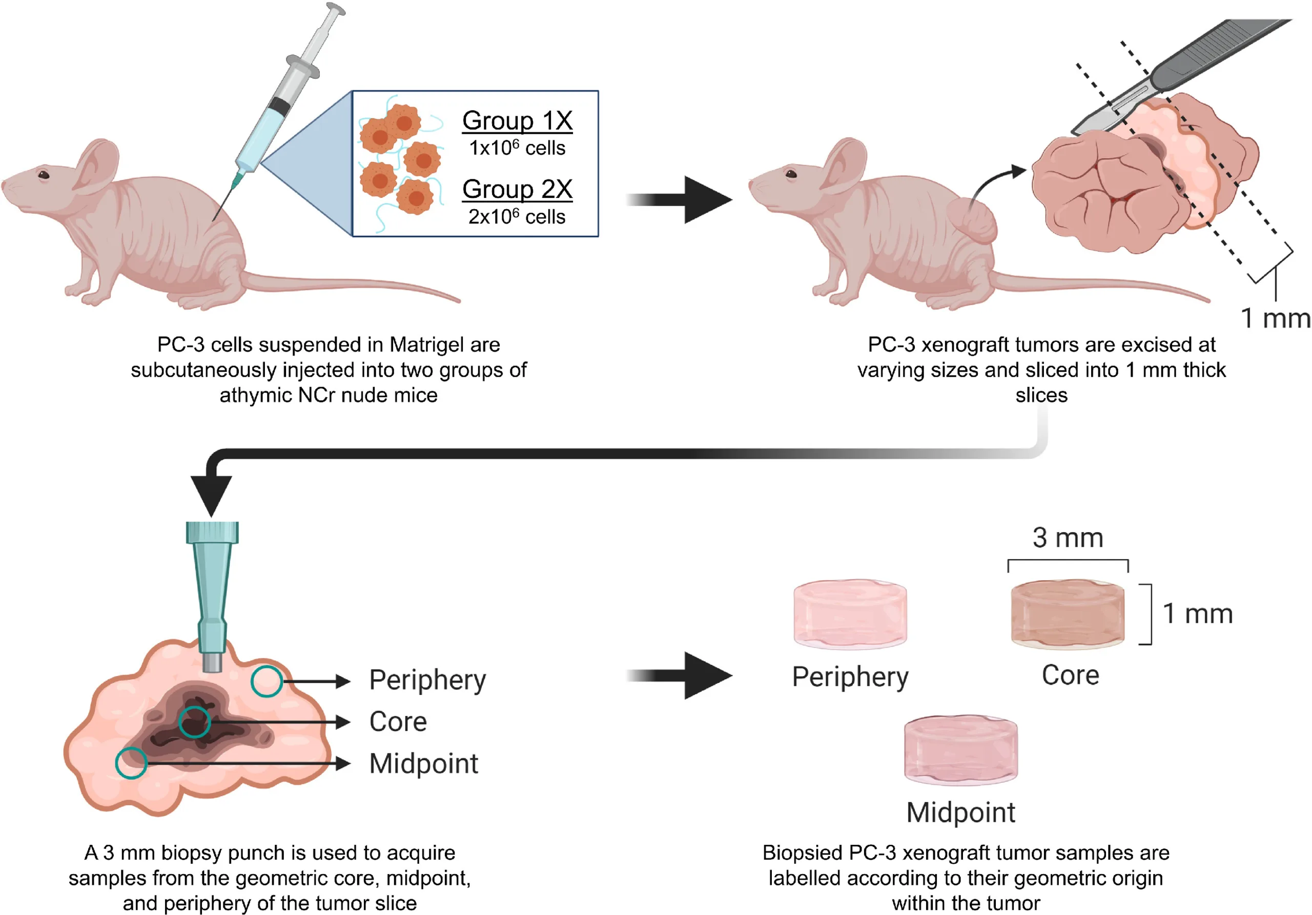 Overview of the mouse prostate cancer tissue model including cell culture