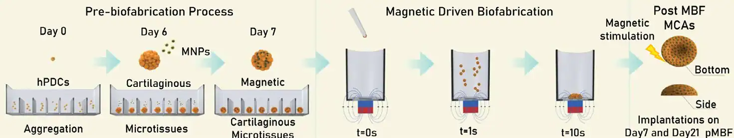 Diagram showing the 4D biofabrication workflow for magnetically augmented callus assembloids, including microtissue aggregation, magnetic nanoparticle incorporation, magnetically driven assembly, and post-fabrication stimulation.