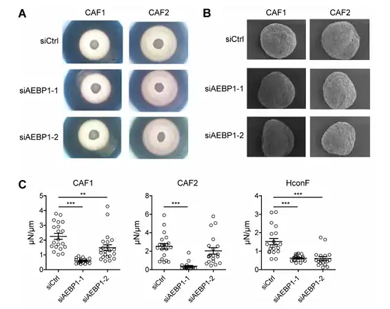 Compression testing data from the publication showing decreased mechanical tumor stiffness in CAF-derived 3D spheroids after AEBP1 knockdown.