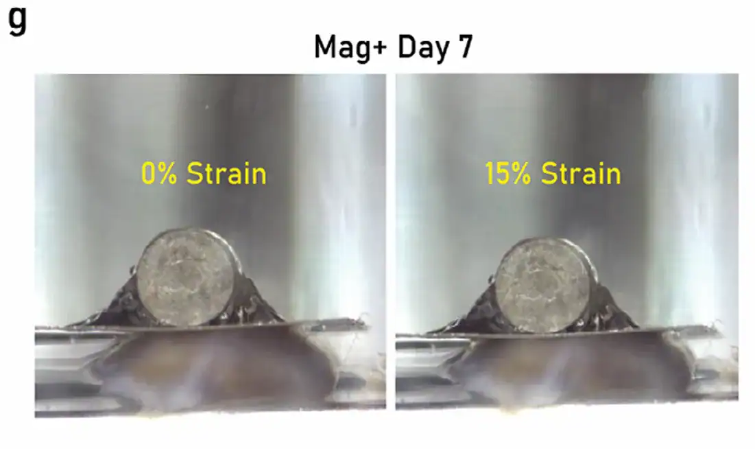 Side-by-side images of a magnetically augmented callus assembloid at Day 7 under 0% and 15% compressive strain, illustrating deformation behavior during mechanical testing with the MicroTester LT.