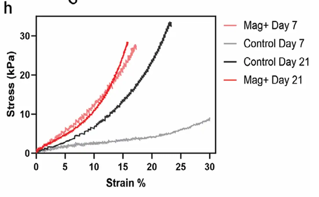 Stress–strain curves comparing magnetically augmented and control callus assembloids at Days 7 and 21, showing increased stiffness and load-bearing capacity in magnetically augmented constructs.