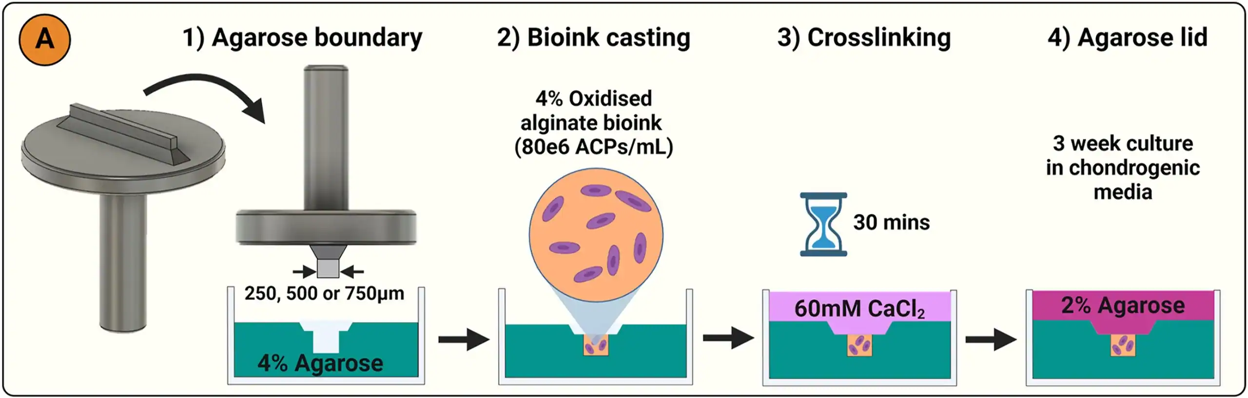 Schematic illustrating casting of high-density, cell-only cartilage constructs within agarose channels of defined widths to impose external physical confinement.