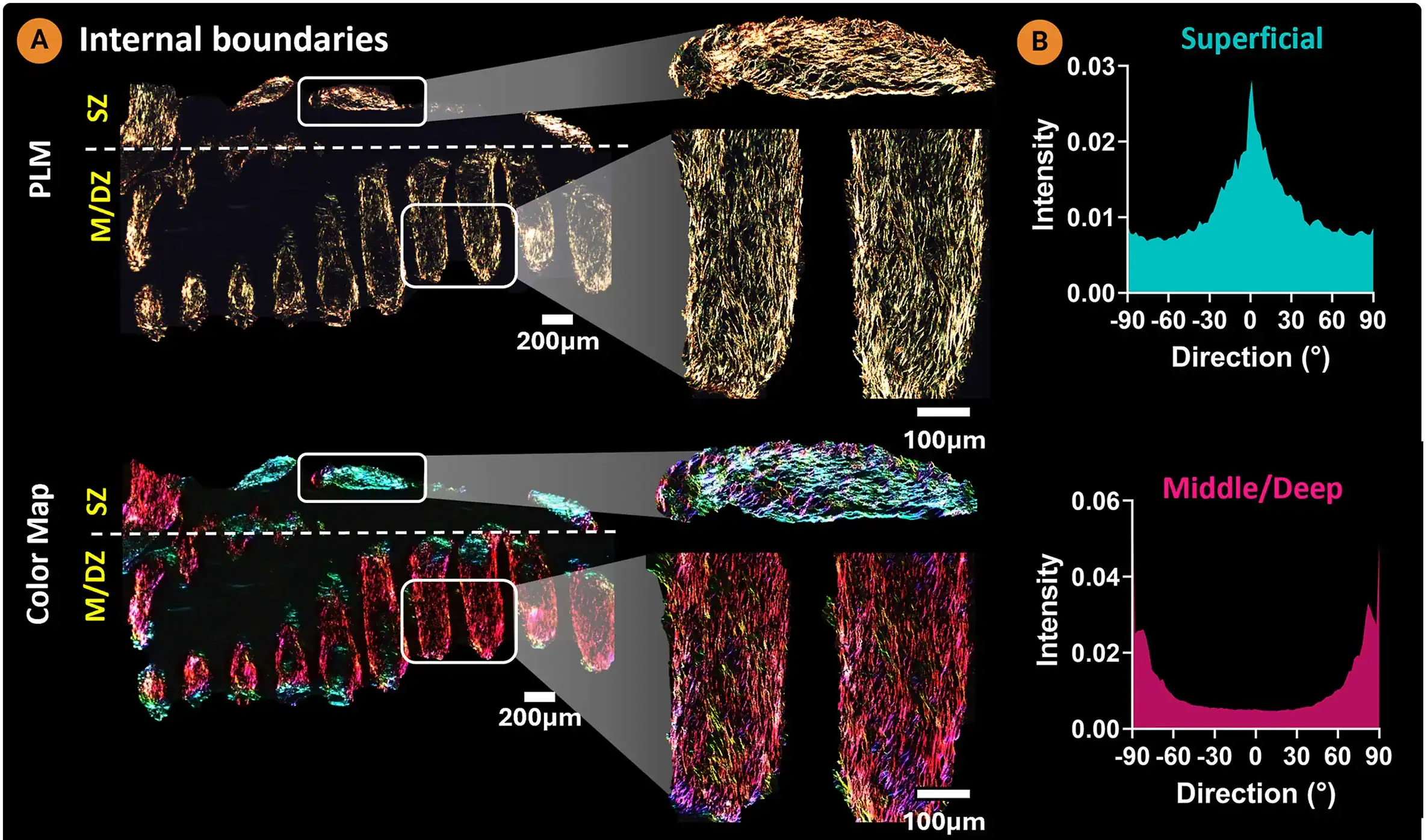 Polarized light microscopy images showing depth-dependent collagen alignment in a bioprinted cartilage construct with internal boundaries, alongside graphs quantifying collagen orientation in superficial versus middle and deep zones.