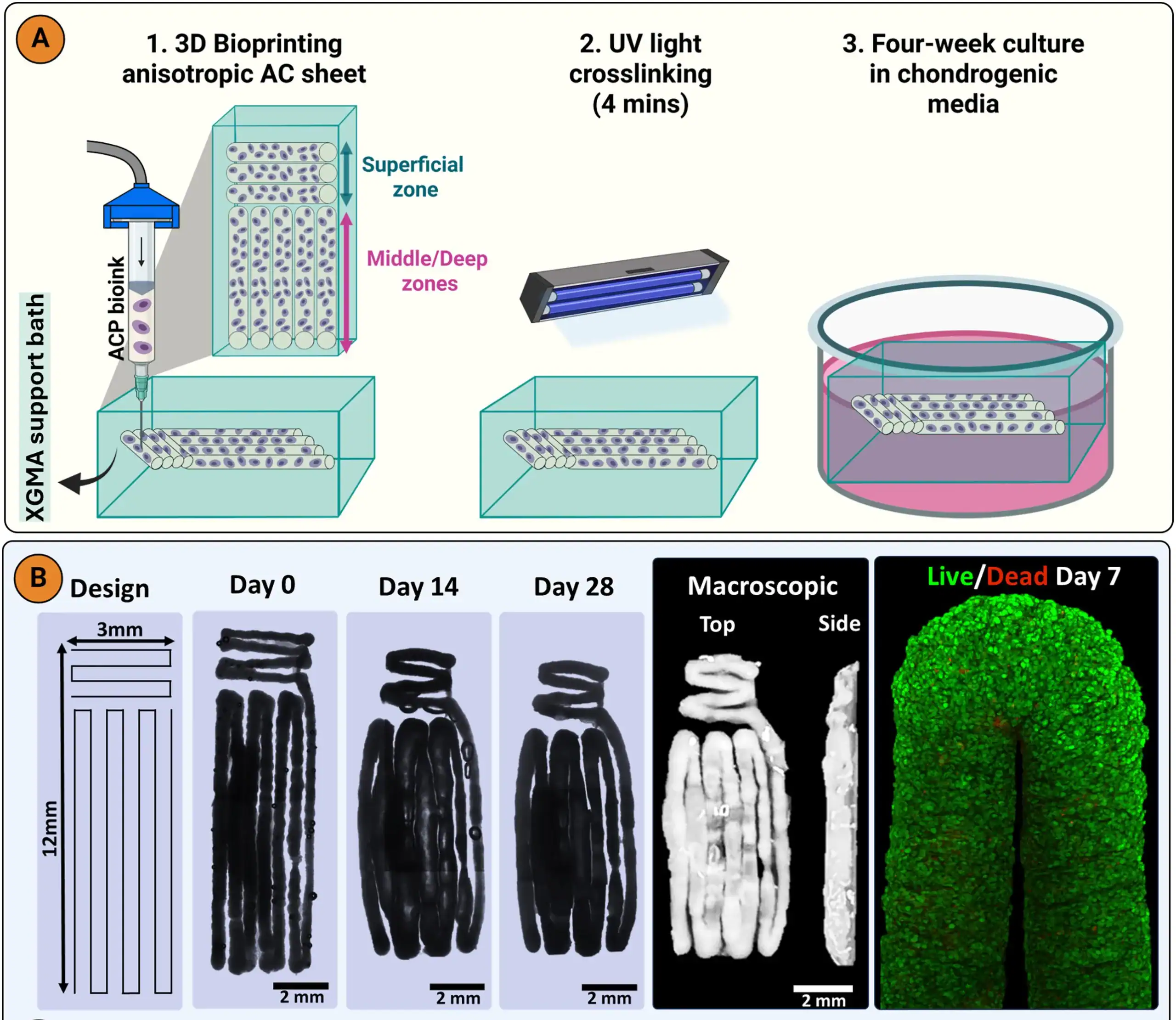 Diagram and images showing the bioprinting, culture, and maturation of anisotropic cell-only cartilage sheets, including layered filament architecture, time-dependent construct development, and live/dead staining indicating high cell viability.
