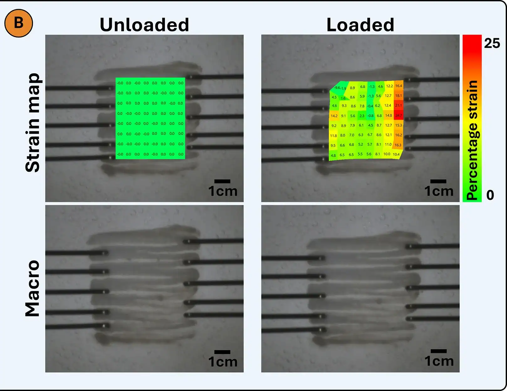 Uniaxial tensile testing of a bioprinted cartilage sheet using a CellScale BioTester, showing macroscopic images and strain maps under unloaded and loaded conditions to visualize deformation during tensile loading.