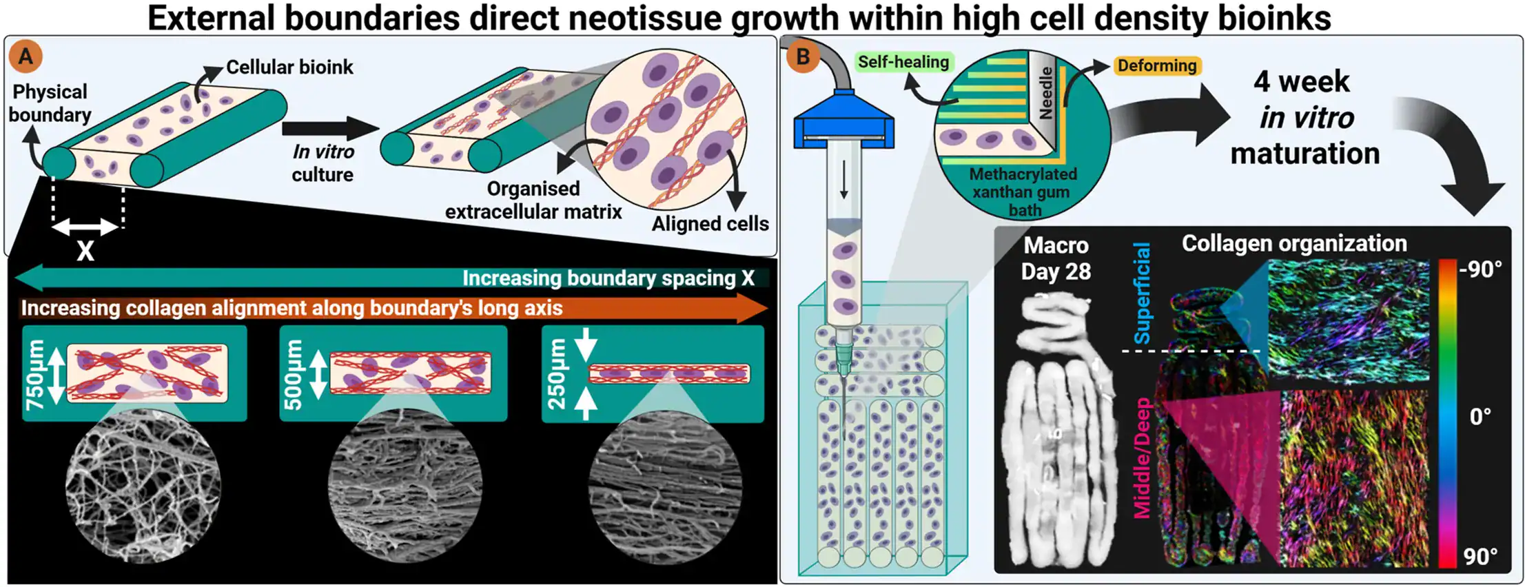 Diagram illustrating how decreasing boundary spacing leads to increased collagen alignment in cell-only bioprinting of articular cartilage, and how an embedded support bath constrains tissue growth.