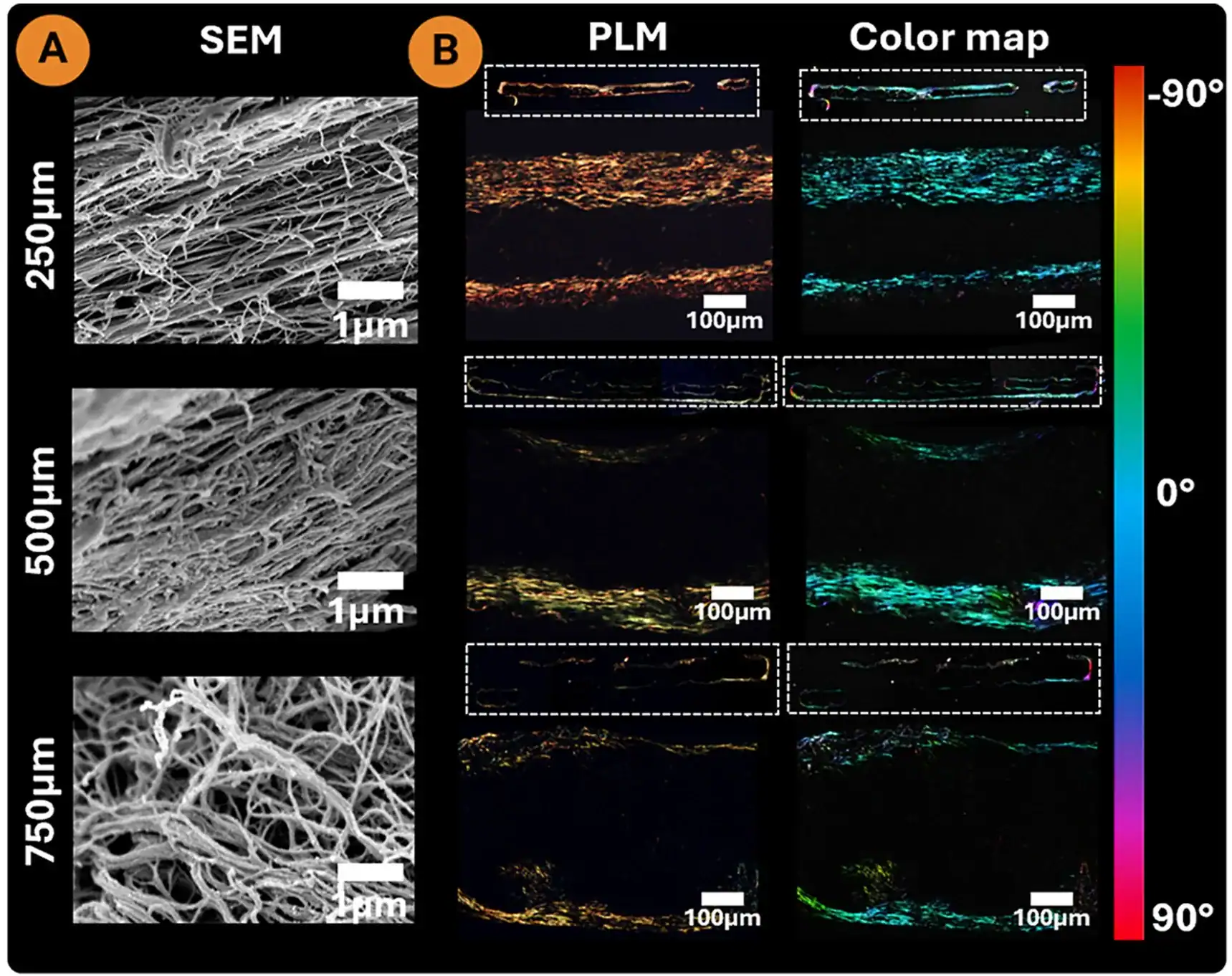 Microscopy images showing collagen fibril organization in cell-only cartilage constructs formed within narrow and wide agarose channels.