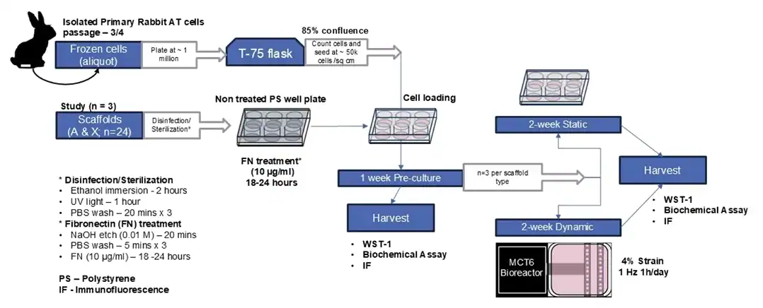 Tendon scaffold mechanical testing workflow diagram showing tenocyte expansion, scaffold preparation, 1-week pre-culture, then 2-week static or 2-week dynamic culture with intermittent loading (4% strain, 1 Hz, 1 h/day) using an MCT6 bioreactor.