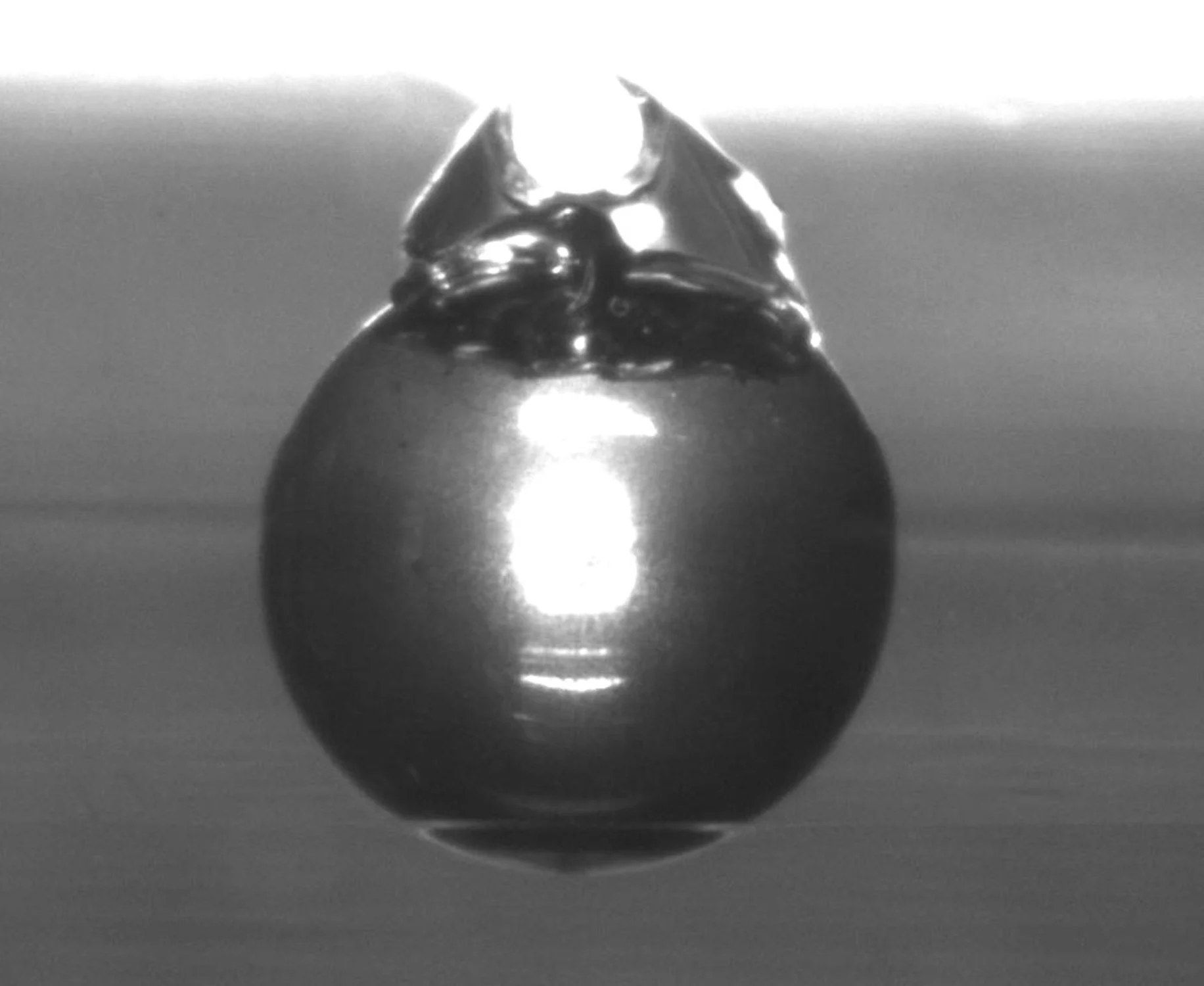 A spheroid undergoing indentation testing on the MicroTester
