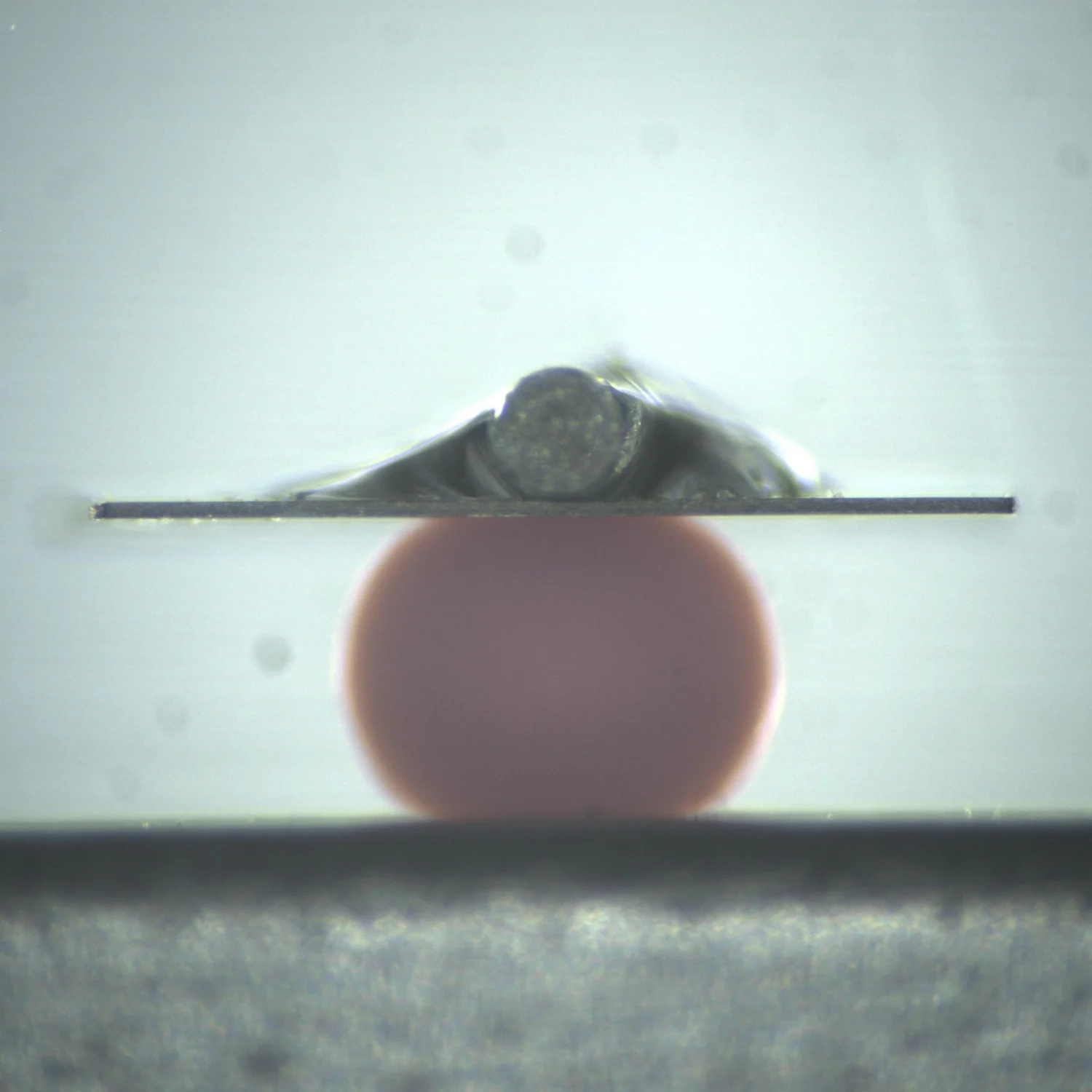 A microsphere being compressed on the MicroTester