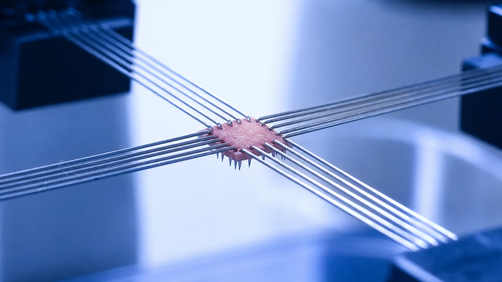 An aortic tissue sample being biaxially tested with BioRakes on the BioTester for vascular tissue engineering research