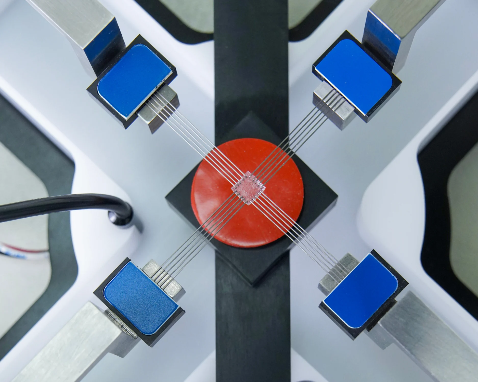 Soft tissue mounted to BioRakes on the BioTester biaxial testing machine