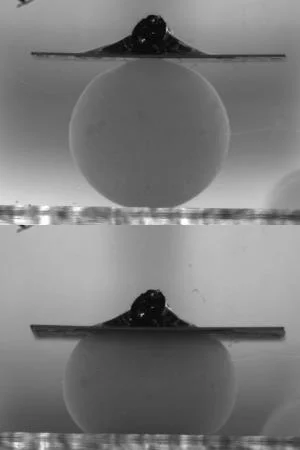 A hydrogel sphere before and after compression on the MicroTester