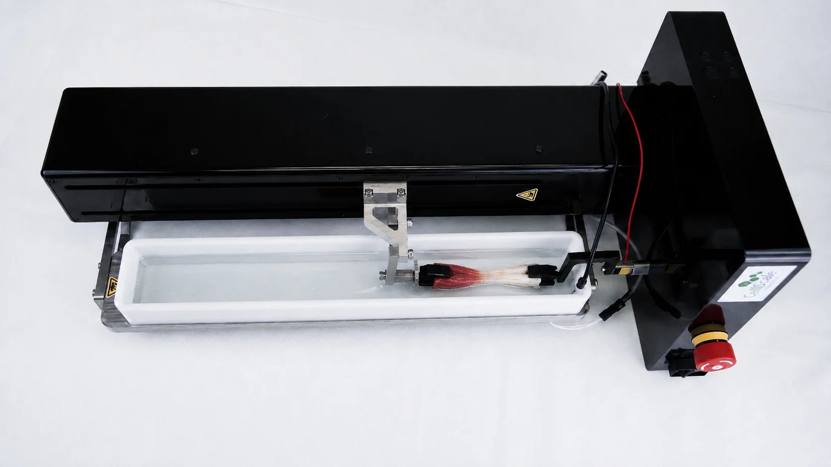 A muscle-tendon tissue sample being tensile tested in hydrated conditions on the UniVert for musculoskeletal tissue engineering research