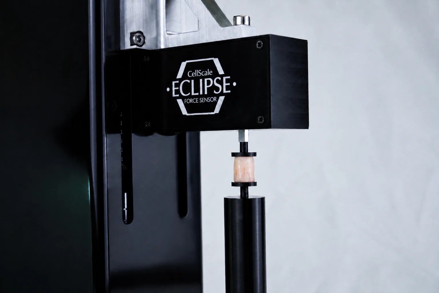 A sample of nervous tissue being compression tested on the Eclipse low force sensor for peripheral nerve mechanics research