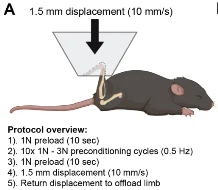 Schematic of mouse positioning and protocol overview.