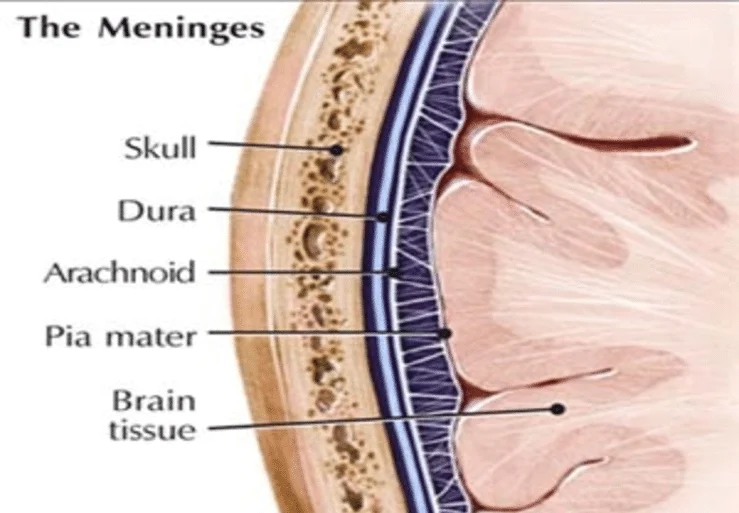 Anatomical reference of the meninges