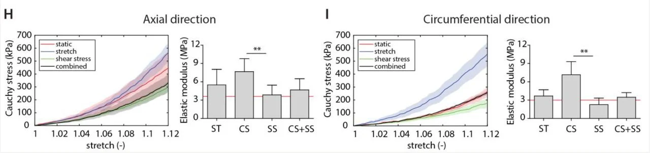Graphs showing cyclic stretch and shear stress results