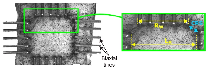 A dura mater sample being biaxially tested on the BioTester