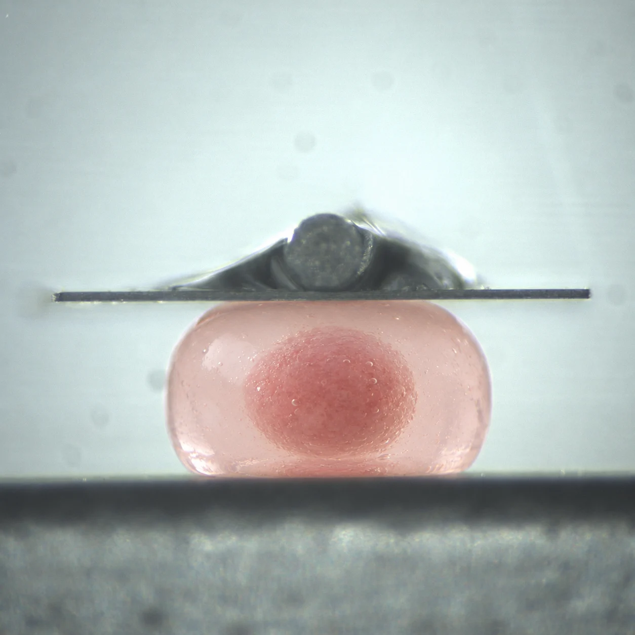A hydrogel-embedded tumour construct under compression testing on the MicroTester for cancer mechanobiology research