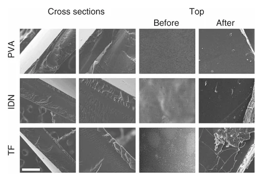 SEM images of surface and cross section of PVA, IDN and TF.