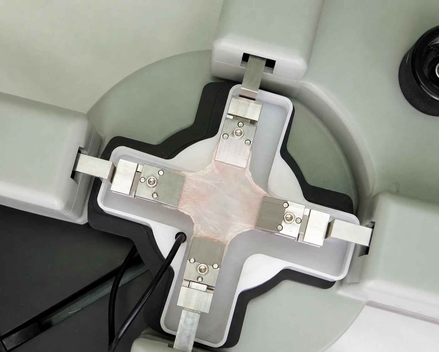 Lung pleural tissue being biaxially tested on the BioTester for lung tissue biomechanics research