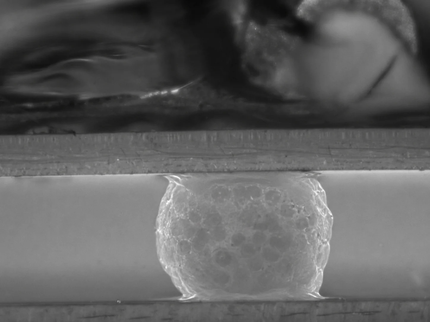 A microtissue undergoing compression testing on the MicroTester for soft materials testing
