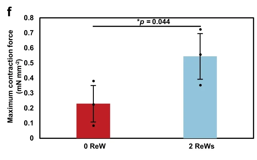 Maximum contractile force of self-organized cardiac tissue rings with and without re-entrant waves for mechanical maturation of stem cell-derived cardiomyocytes