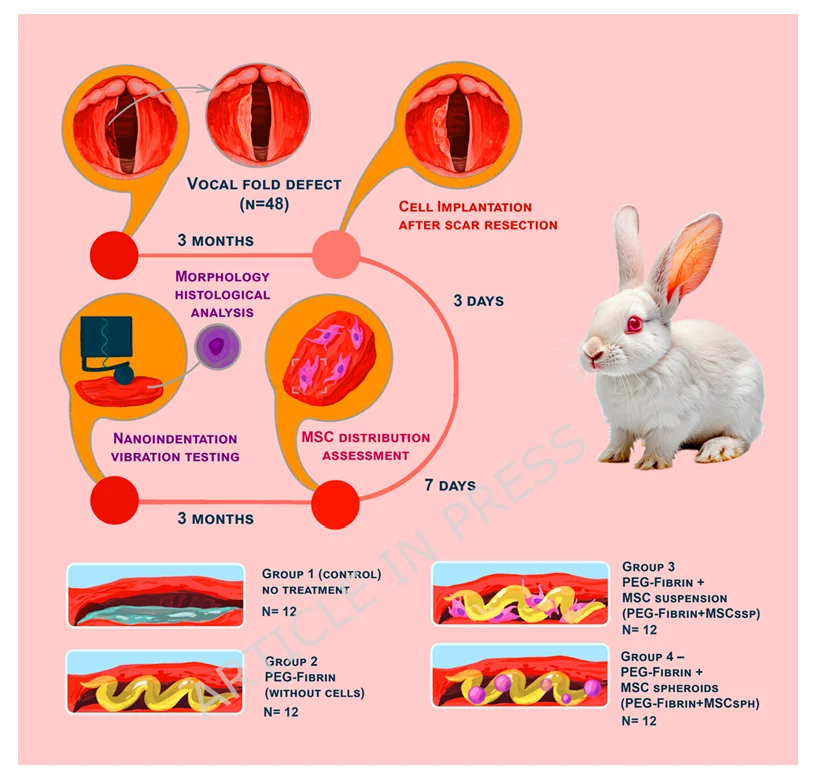 Diagram of a rabbit vocal fold scar model showing scar formation, scar resection, cell implantation, histological analysis, MSC distribution assessment, mechanical testing, and vibration testing.