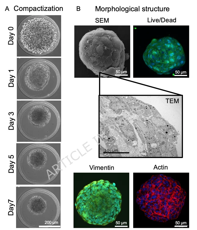 MSC spheroids compact over several days and are characterized with microscopy, Live/Dead staining, SEM, TEM, vimentin staining, and actin staining.