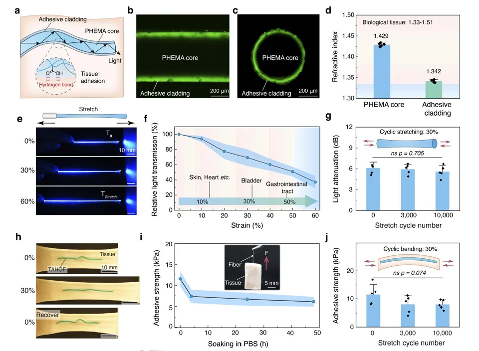 Hydrogel optical fiber testing showing light transmission under tensile strain and tissue adhesion after 10,000 loading cycles.