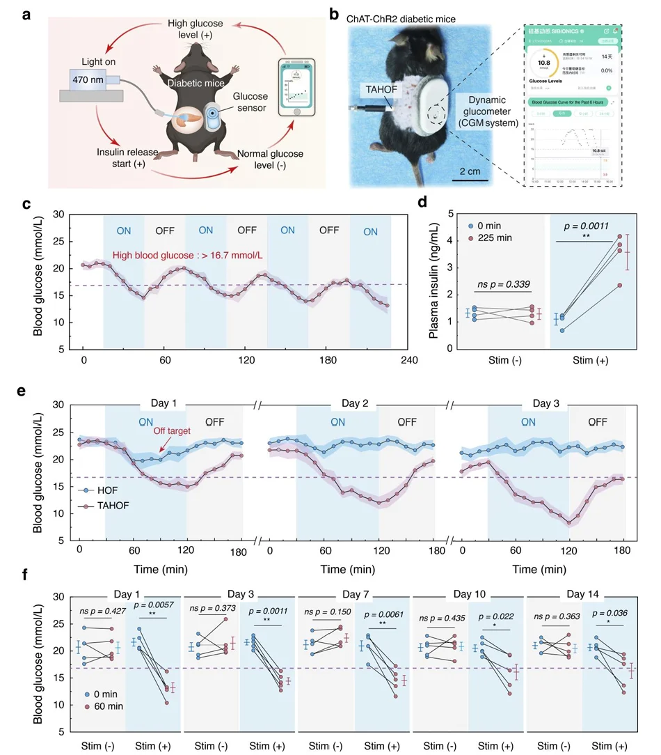 Blood glucose and insulin measurements during optogenetic stimulation through implanted tissue-adhesive hydrogel optical fibres.