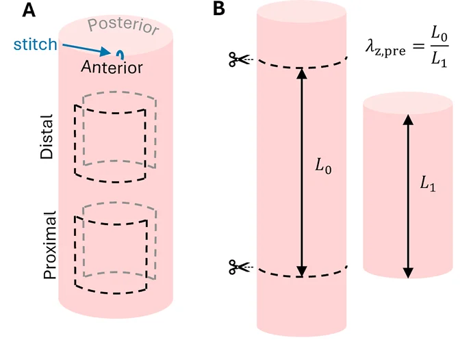 Carotid artery biaxial testing sample preparation showing arterial orientation, proximal and distal sample locations, and axial pre-stretch measurement before and after excision.