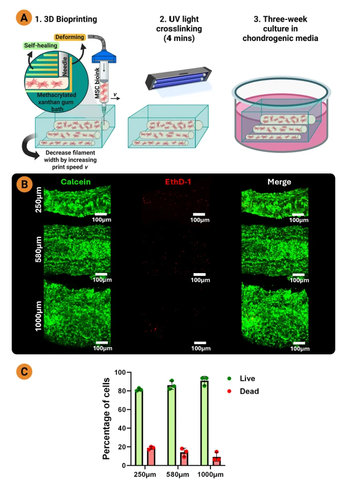Meniscus tissue engineering workflow showing embedded MSC-only bioprinting in an XGMA support bath and Live/Dead viability imaging of printed filaments.