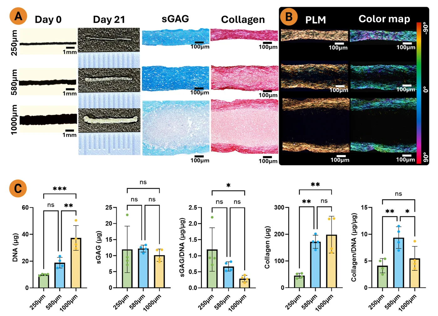 Bioprinted MSC filaments of different widths showing sGAG staining, collagen staining, polarized light microscopy, and collagen orientation analysis.