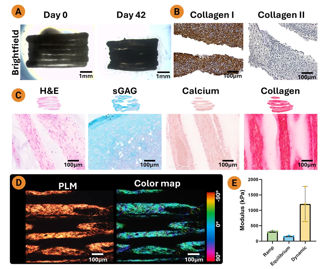 Bioprinted fibrocartilage sheet showing collagen I and II staining, histology, polarized light microscopy, and ramp, equilibrium, and dynamic modulus results.