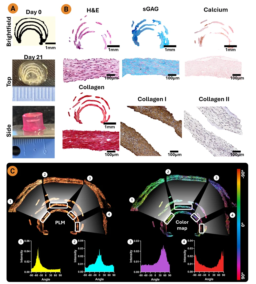 Meniscus-like bioprinted construct showing circumferential collagen organization, fibrocartilage staining, and polarized light microscopy orientation maps.