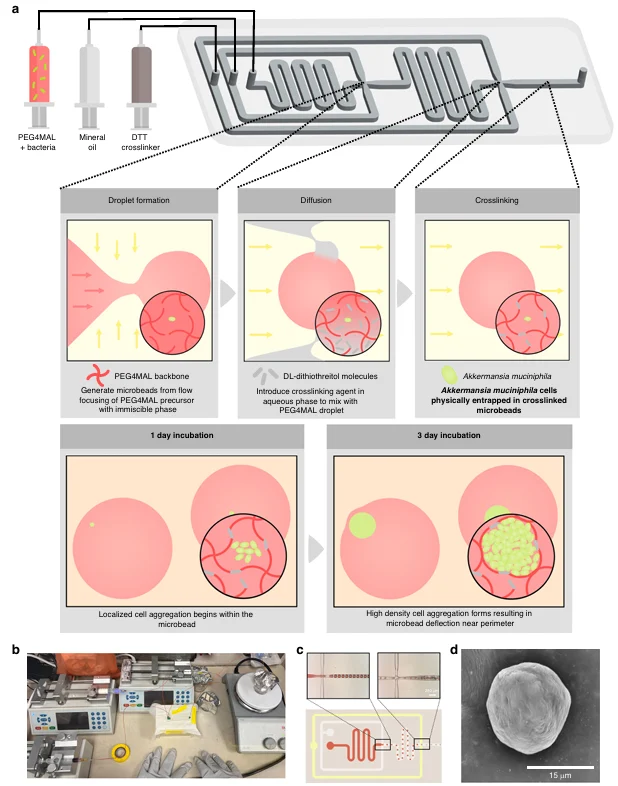 Microfluidic encapsulation of gut bacteria in PEG4MAL hydrogel microbeads, showing droplet formation, DTT crosslinking, anaerobic processing, and bacterial colony growth.
